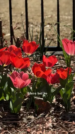 Jidhar dekhu 🌷🩷🌷