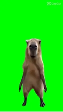 CAPYBARA 
