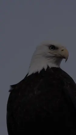 USA Votes | 16 Clips