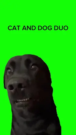 CAT AND DOG DUO