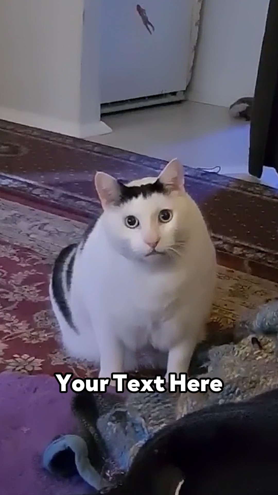 嗯Cat 2