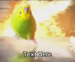 explosion bird meme