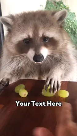Racoon Eating 