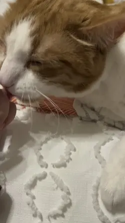 My cat❤️