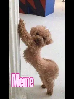 Hilarious Meme