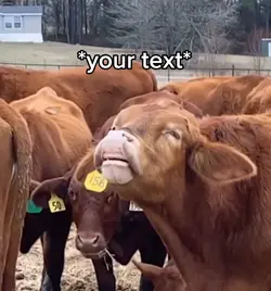 Cows