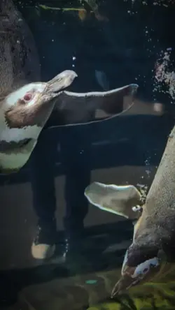 Aquarium Penguin