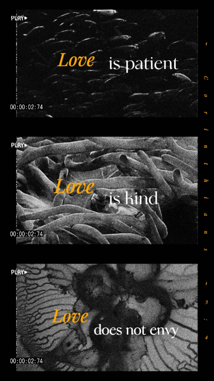 Love is...