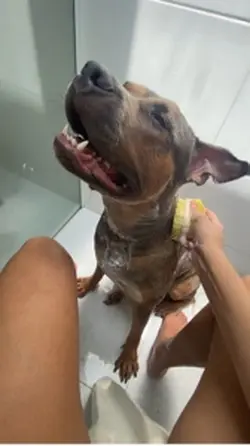 Mamãe ingrata 
