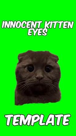 Innocent kitten eyes