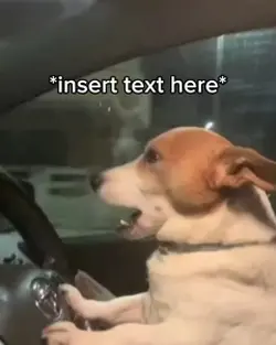 Perro manejando car 