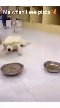 dog eating meme