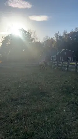 I love this mare💞🤞🏼