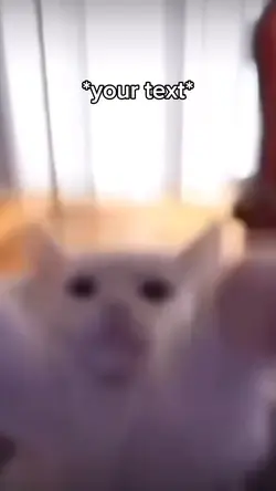 Happy cat