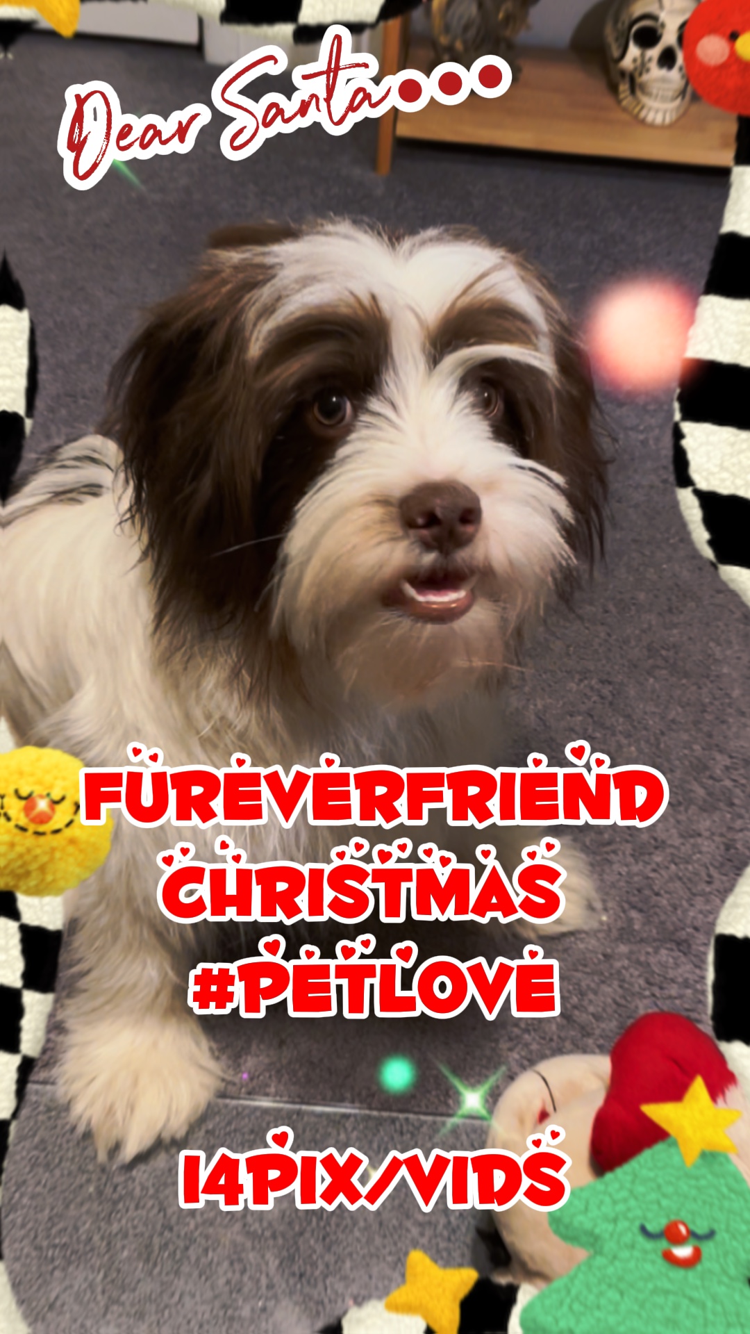 Natal de animais de estimação 🐶🙀 🎄