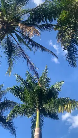 Vlog em paisagem 🌳