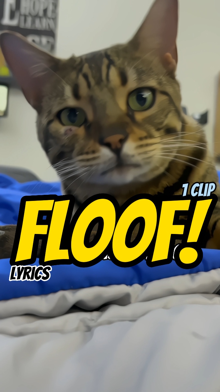 Eu tenho um MV floof