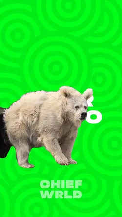 Bear coming from nap