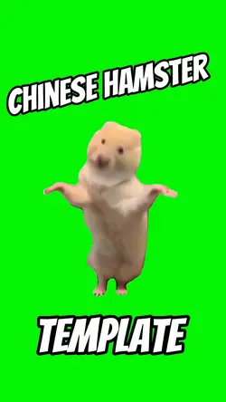 Chinese Hamster 