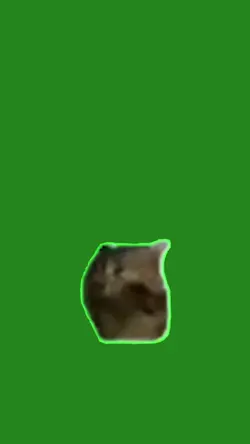 green screen cat