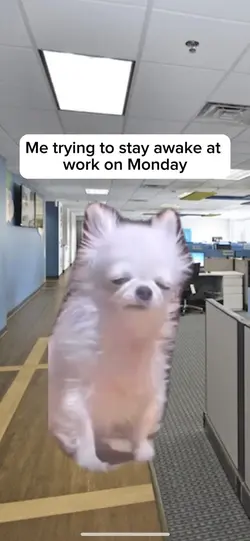 Tired dog
