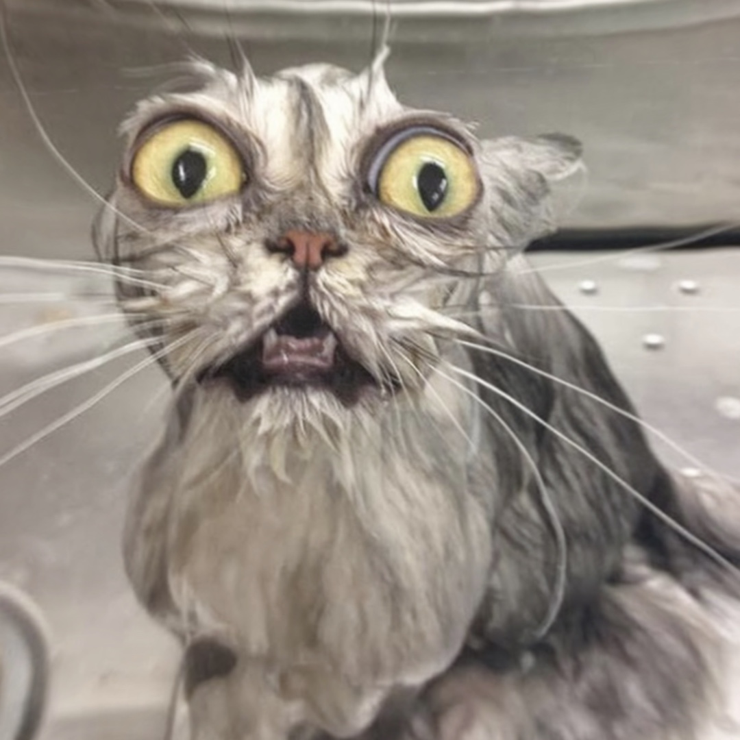 Goofy funny cats