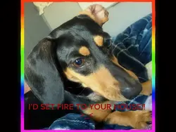 My dog is insane🥰