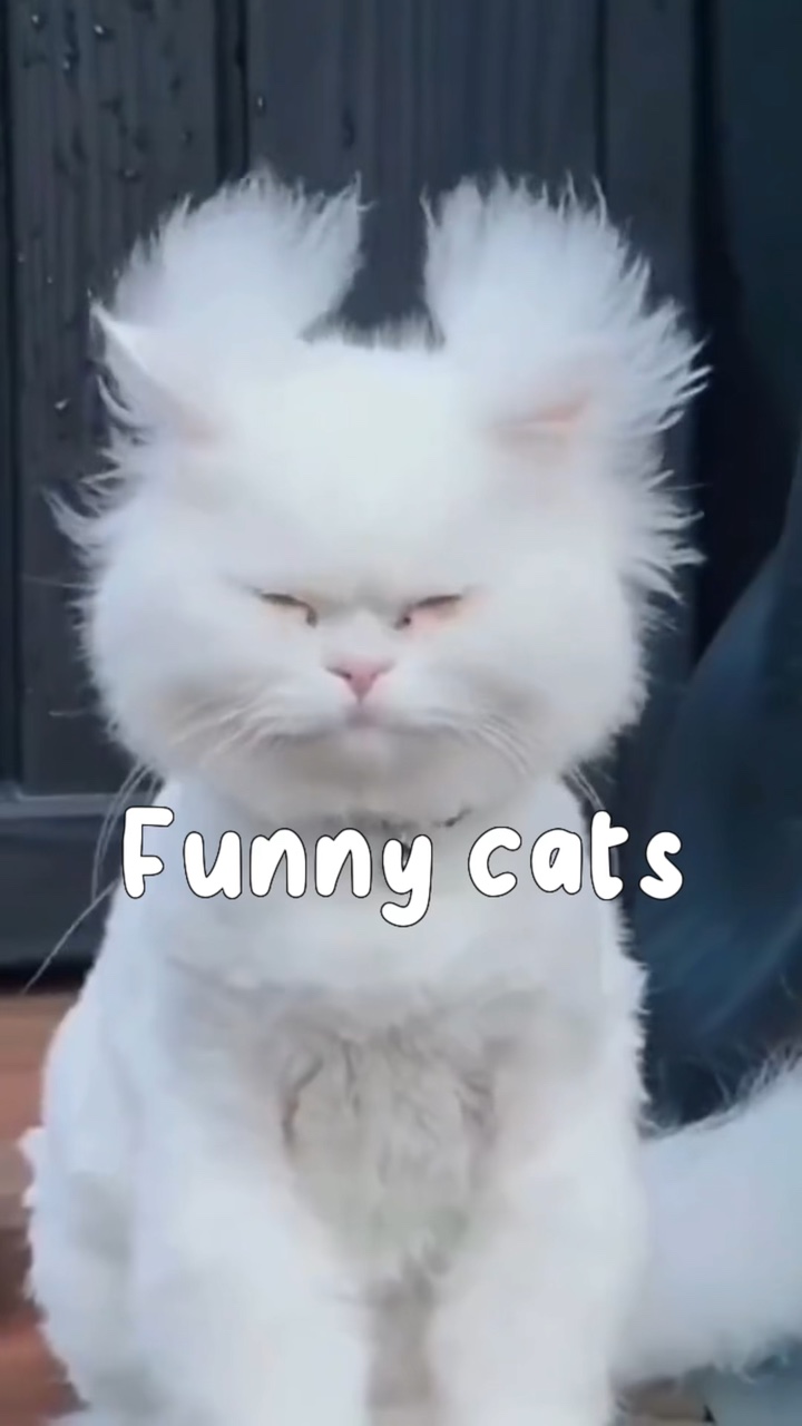 chats drôles 