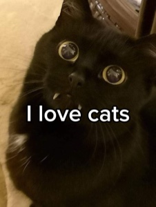 Eu amo gatos