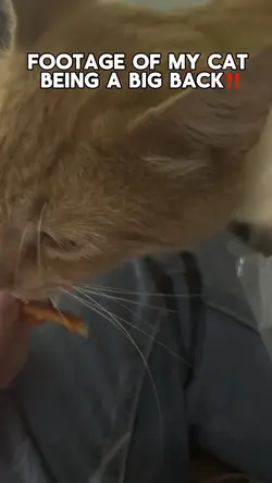 Big back cat😋