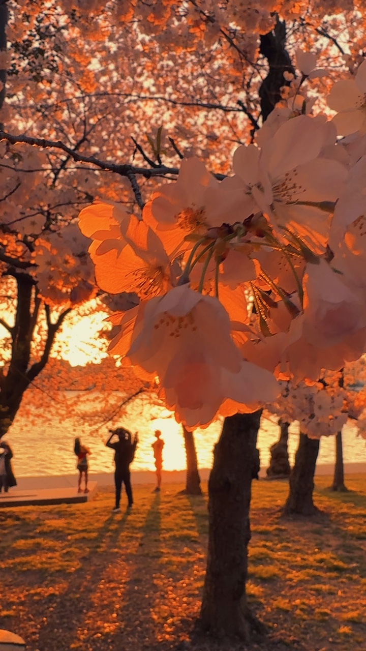 Schöne Kirschblüte