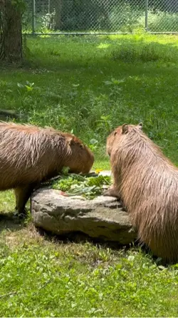 Capybaras eating!