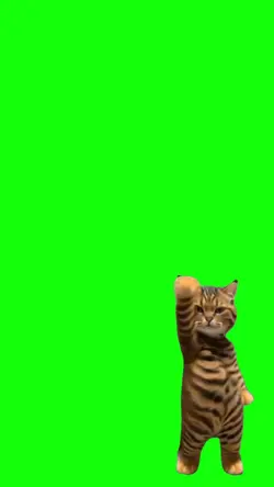 cute cat 