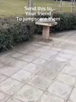 Awooo jumpscare
