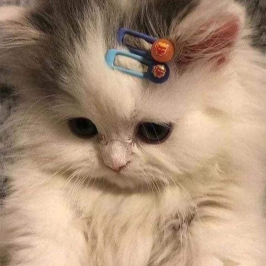cat template