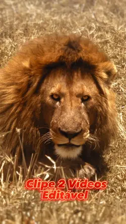 Clipe Editável Leão 