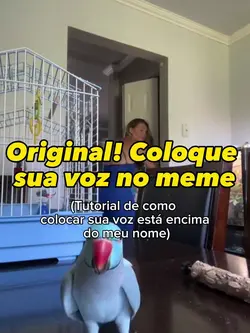 Periquito falando 