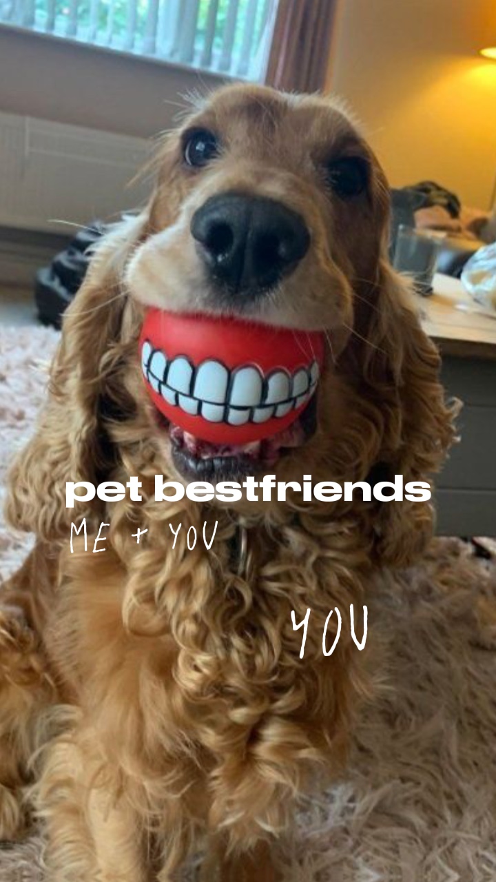 Mejores amigos de mascotas 