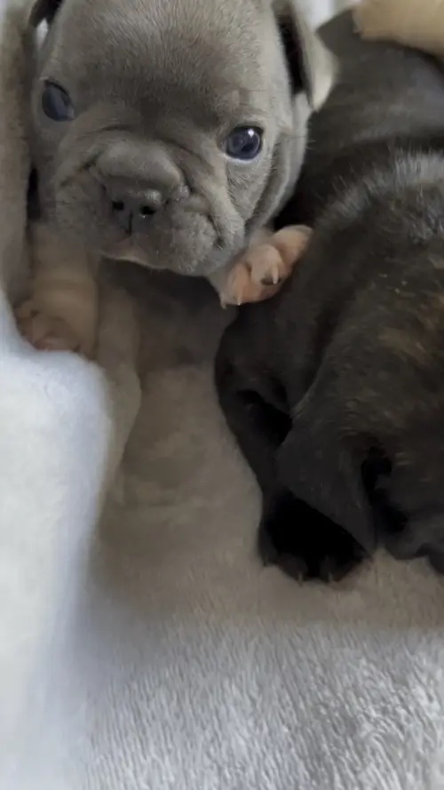 Chiots de Noël