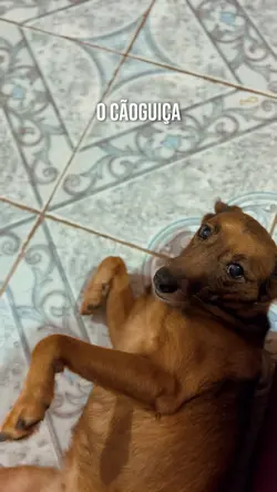Trend cachorro
