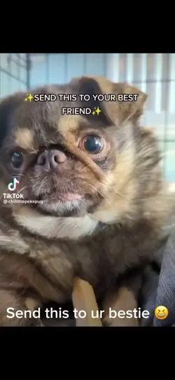 the pug is back 😆😆