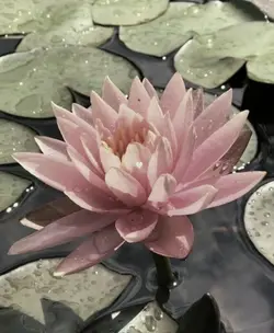 Pretty flowers🤍🌸