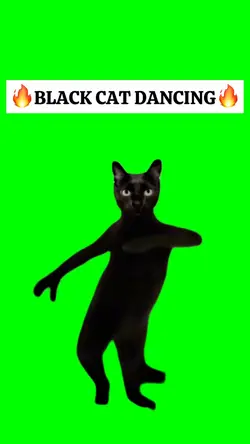 BLACK CAT DANCING