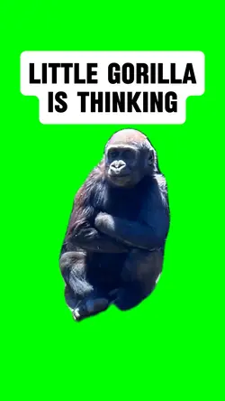 LITTLE GORILLA 