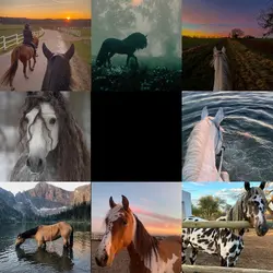 Horse