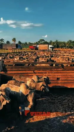Levando a boiada