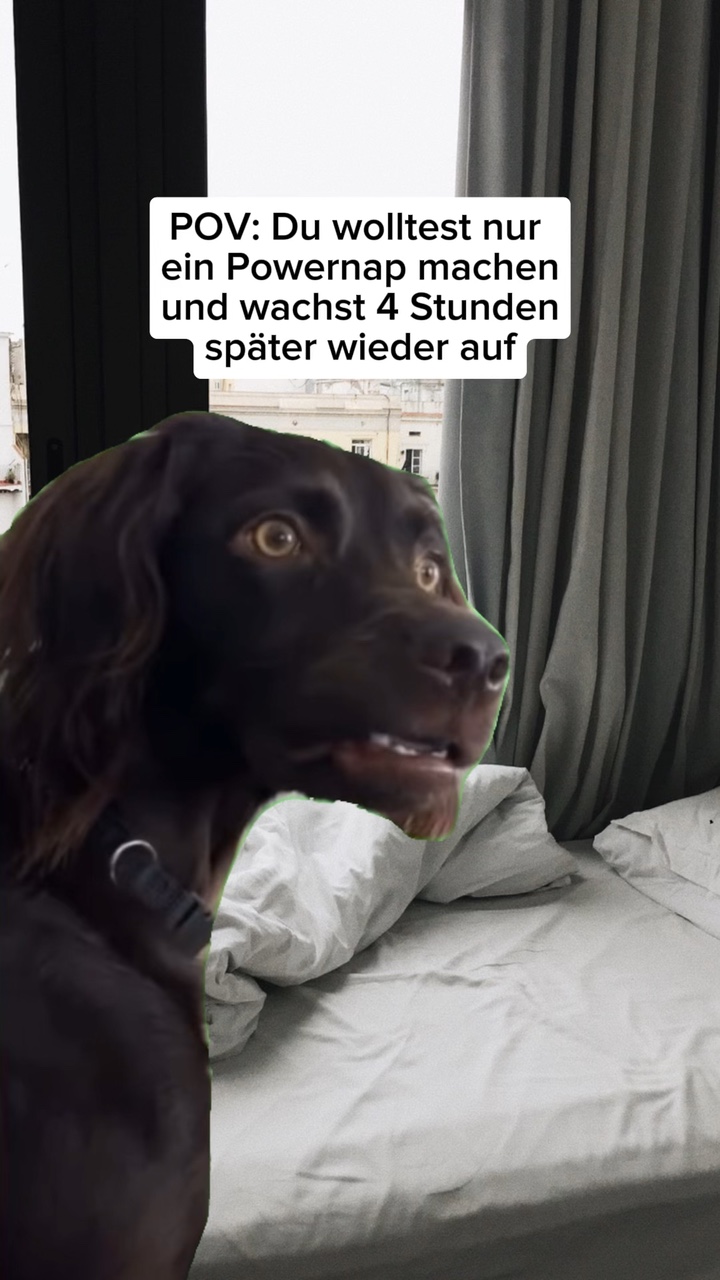 Dog Meme Template
