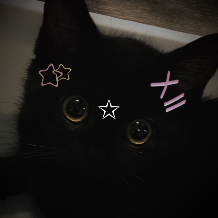 Gato negro