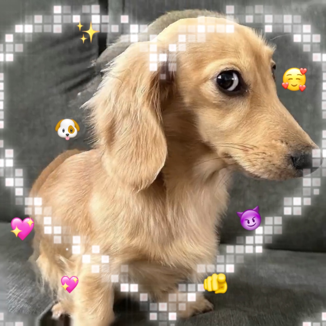 En iyi köpek yavrusu🐶