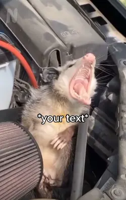 Singing animal meme